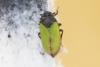 Tettigometra laeta